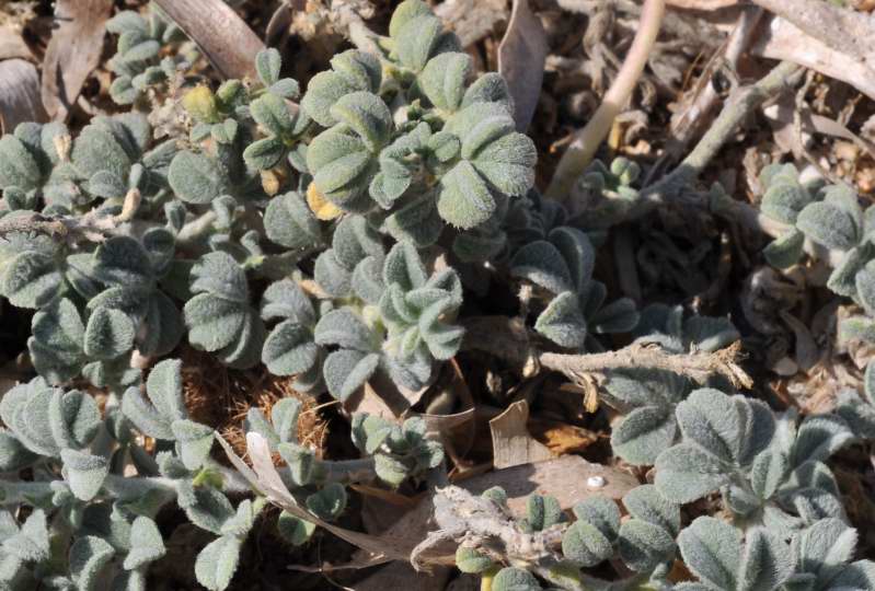 Piantina strisciante sulla sabbia